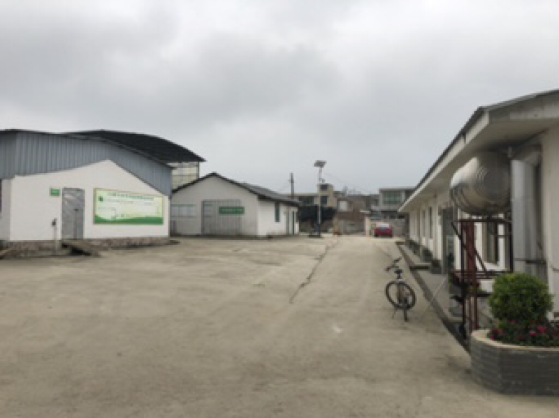 羊肚菌菌种栽培种原种母种