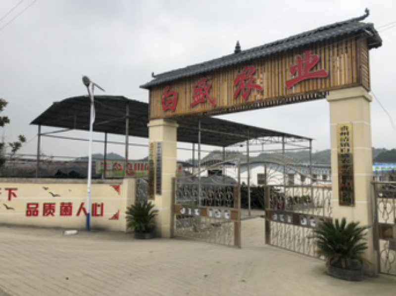 羊肚菌菌种栽培种原种母种