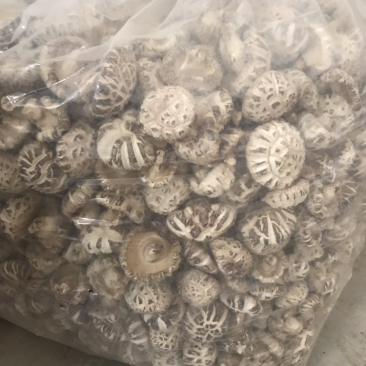 椴木香菇