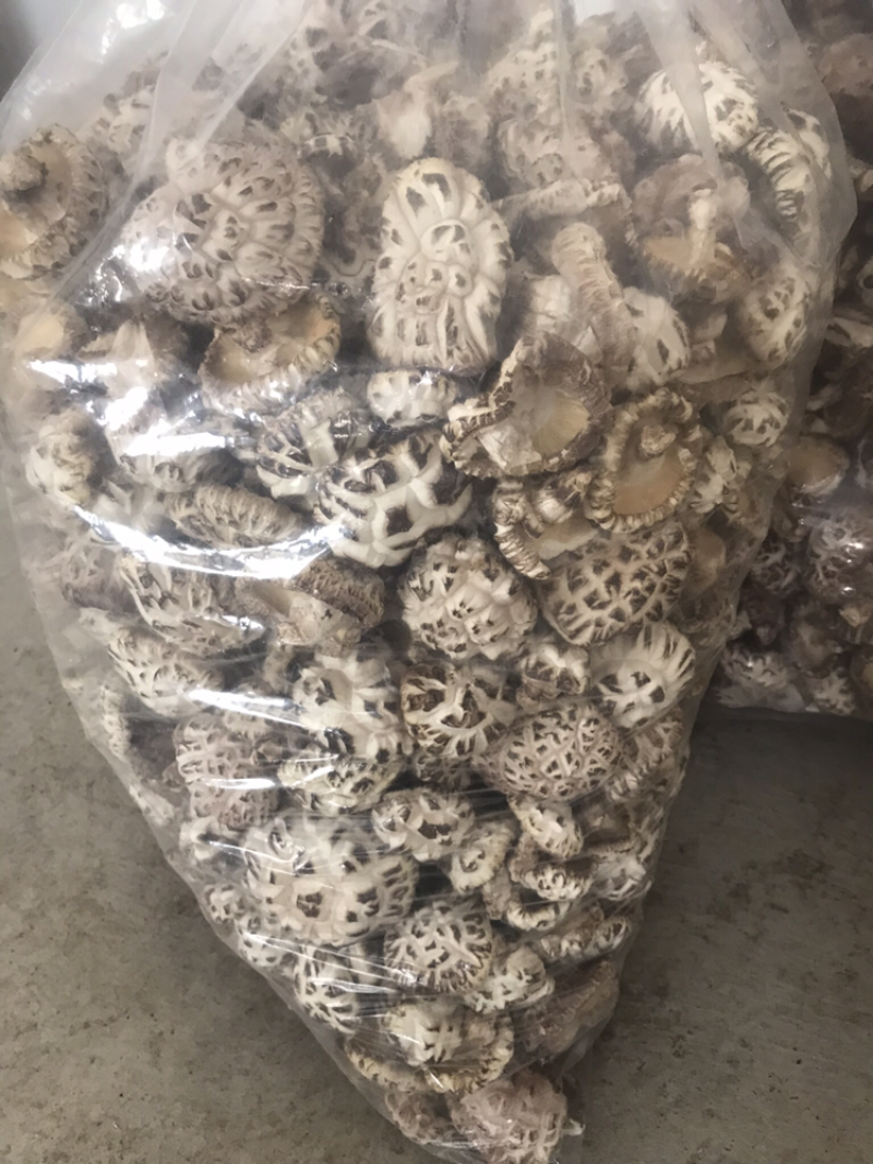 椴木香菇