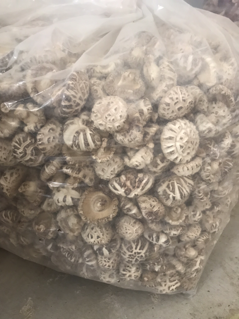 椴木香菇，