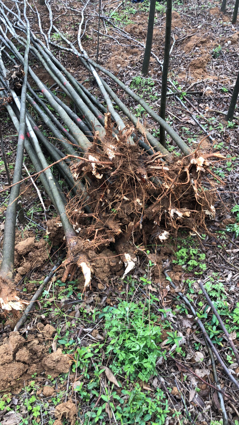 栾树3-4公分。小苗。量大。价格实惠。湖北货源。欢迎咨询