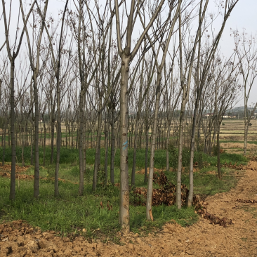 栾树3-4公分。小苗。量大。价格实惠。湖北货源。欢迎咨询