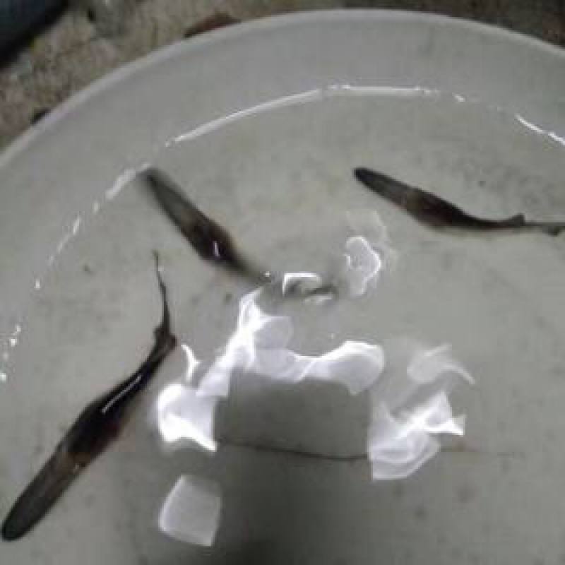 鸭嘴鱼苗匙吻鲟鱼苗养殖场一手货源直接供货