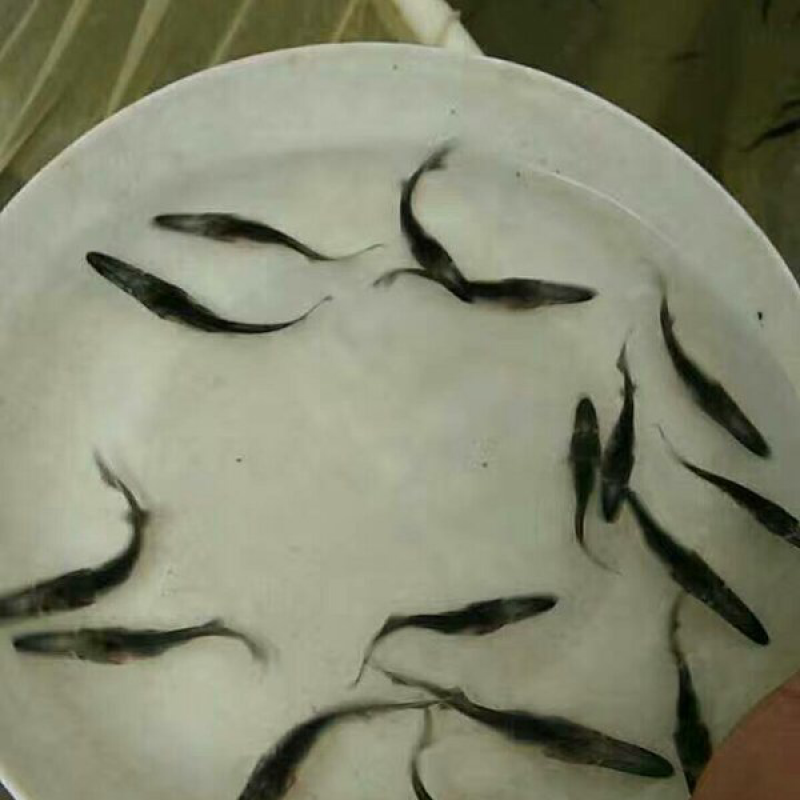 鸭嘴鱼苗匙吻鲟鱼苗养殖场一手货源直接供货