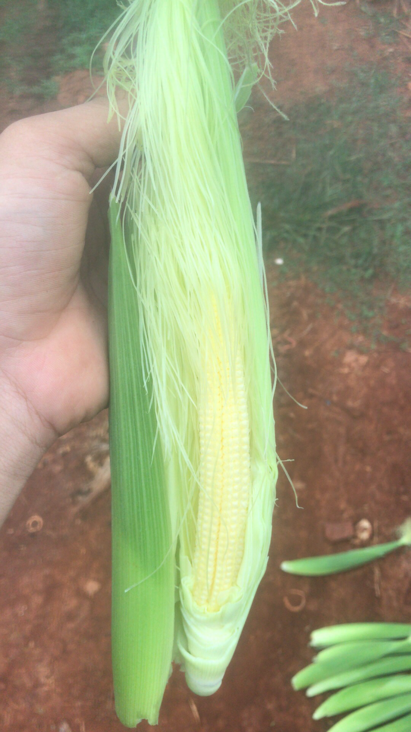 玉米笋