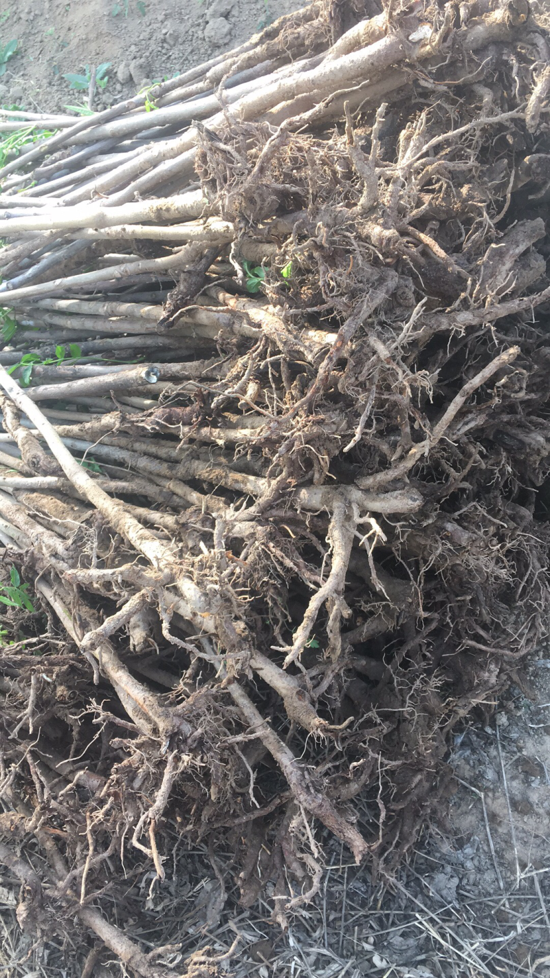 绿化苗木香椿树正宗红油香椿苗陕西省华阴市