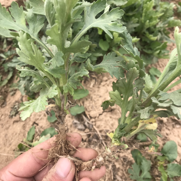 金丝皇菊