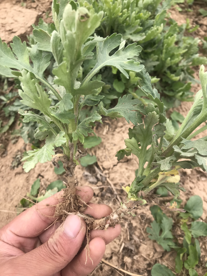 金丝皇菊