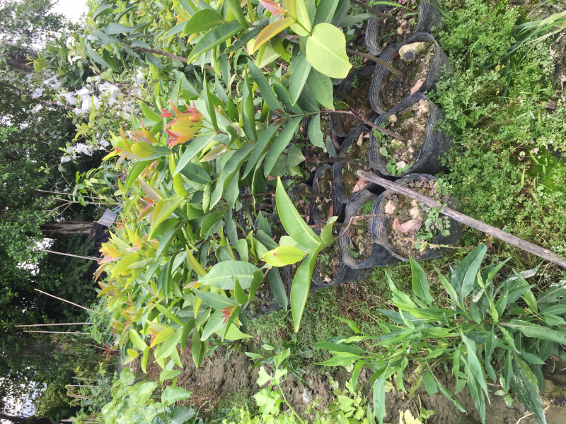 台湾黑金刚莲雾苗