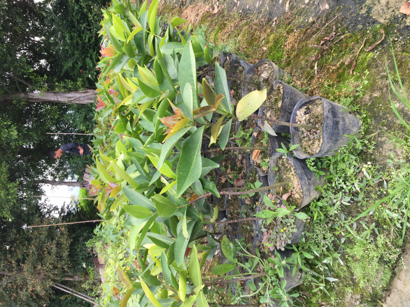 台湾黑金刚莲雾苗