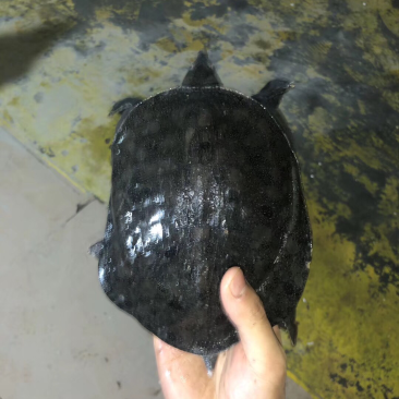 带花的小甲鱼