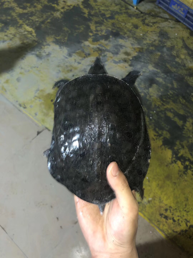 带花的小甲鱼