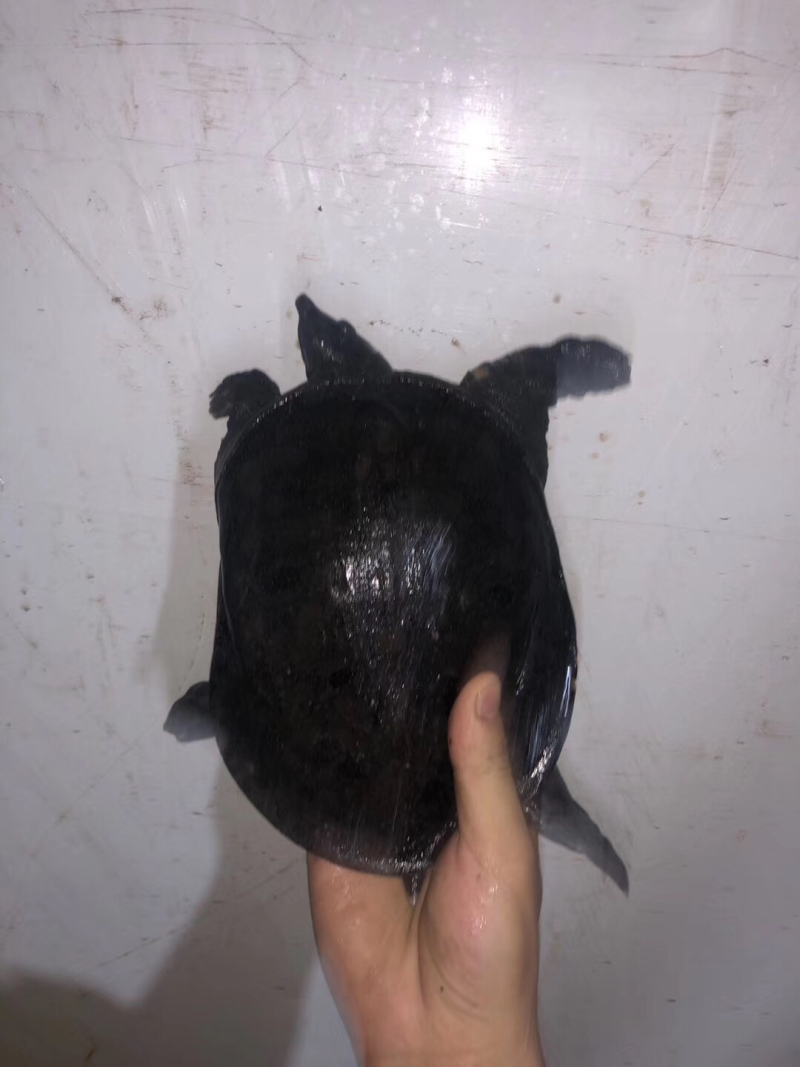 带花的小甲鱼