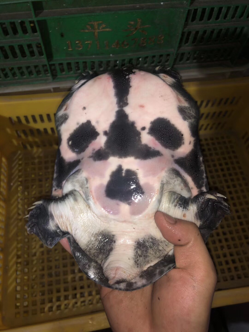 带花的小甲鱼