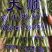 豌豆苗