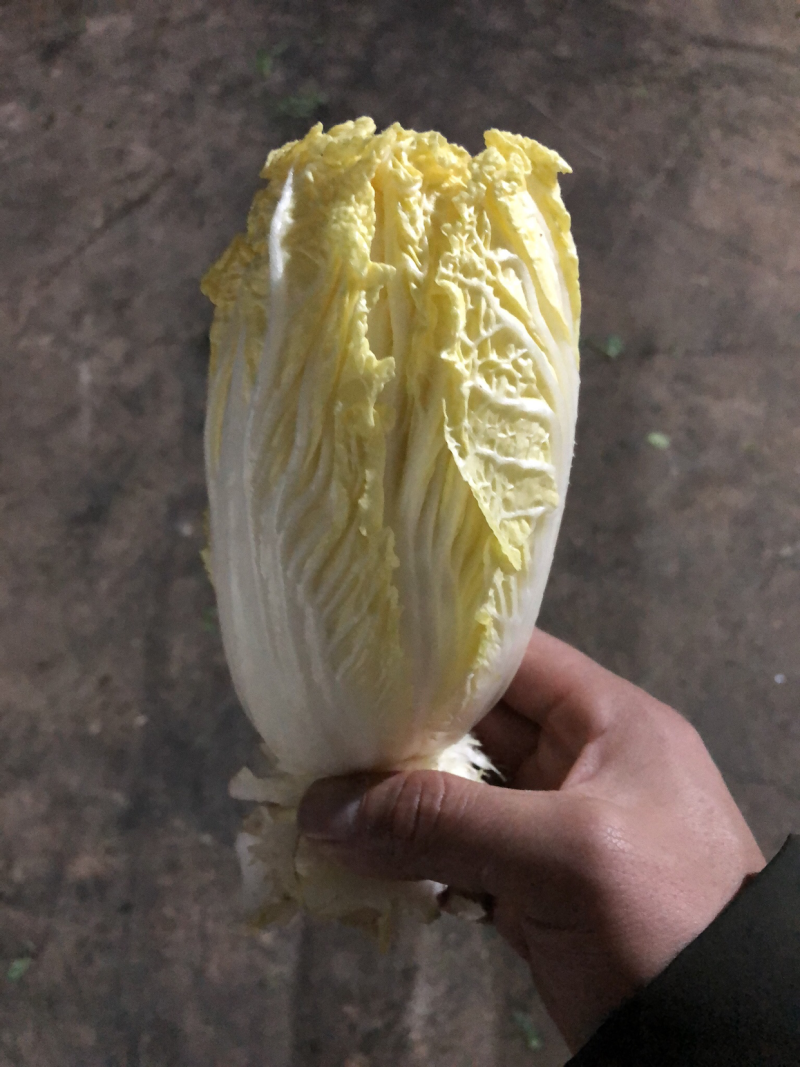 娃娃菜