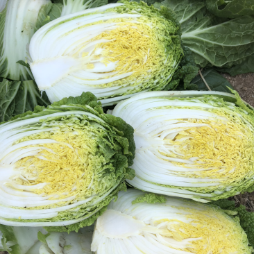 娃娃菜
