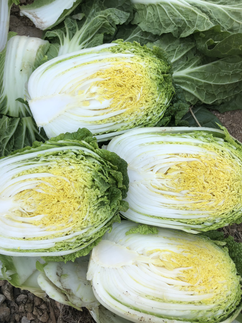 娃娃菜