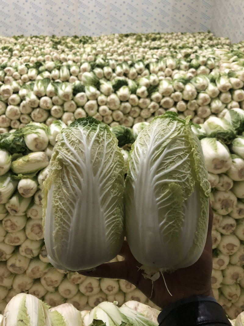 娃娃菜