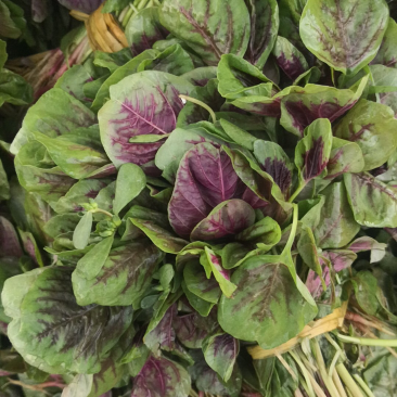 自产自销基地种植大面积苋菜、量大从优