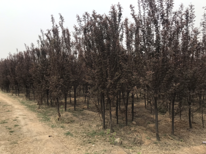 红叶李4-8自家苗圃便宜出售