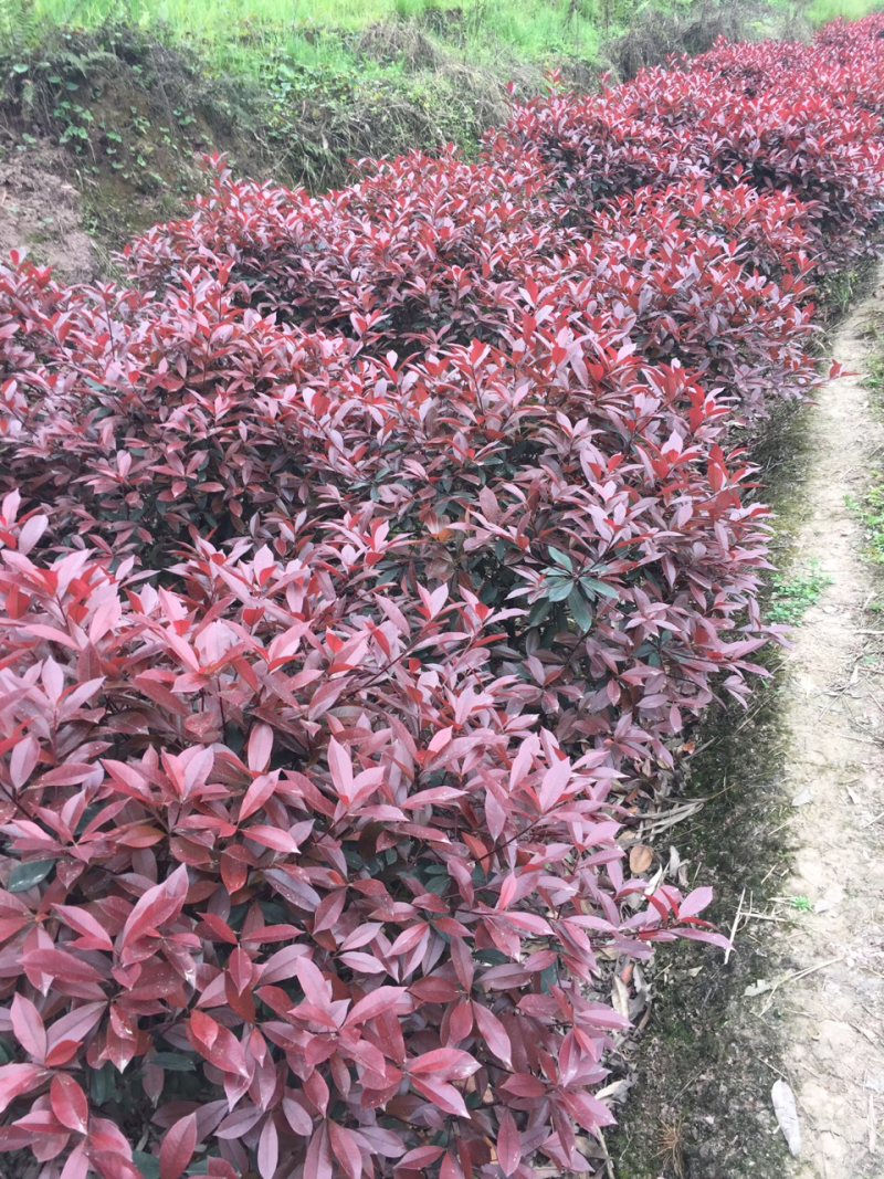 桂花树条子货三公分