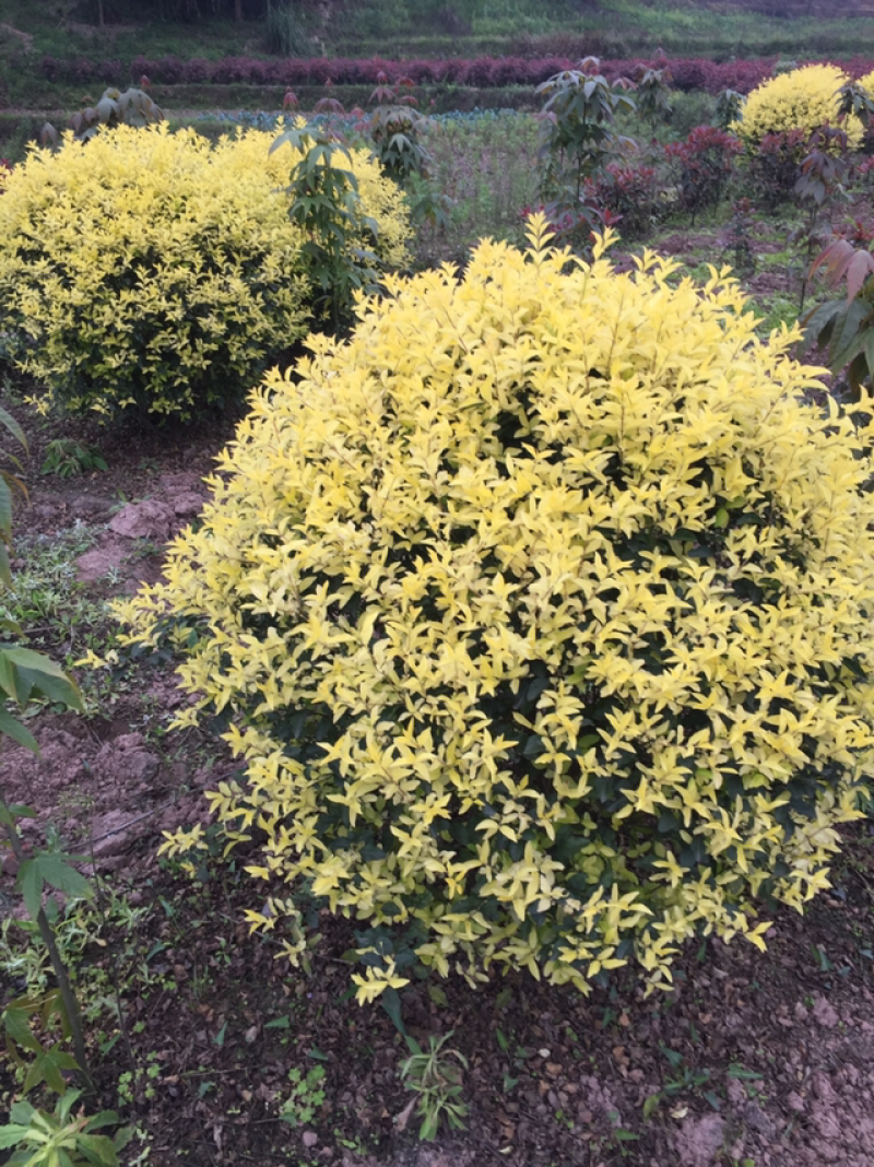 桂花树条子货三公分
