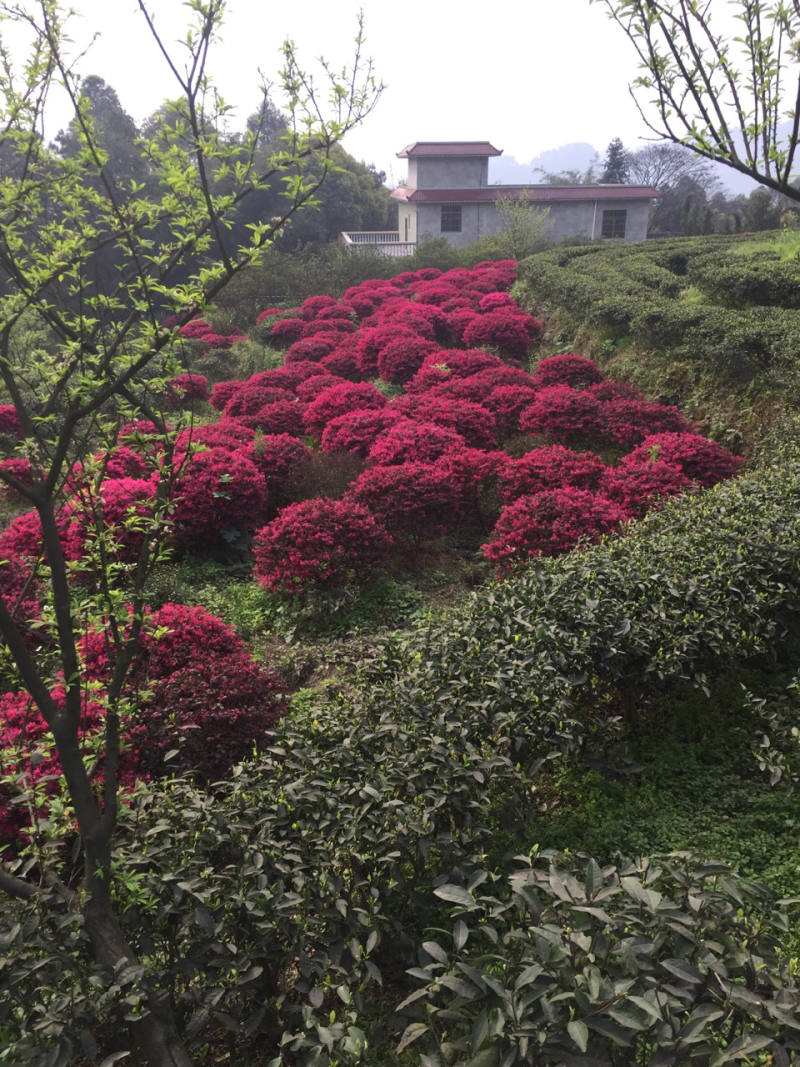 桂花树条子货三公分