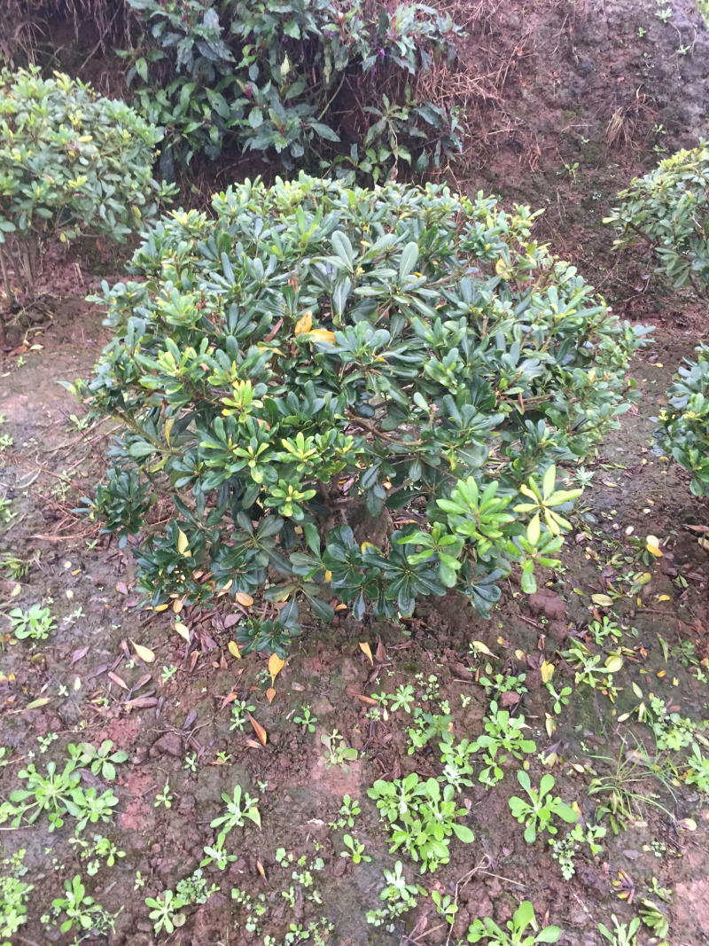 栾树、摇钱树、5至8量大、
