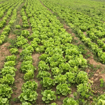 大量生菜批发