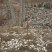 1-5公分青叶碧桃苗