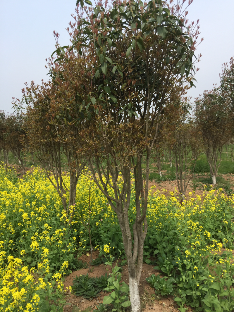 桂花树