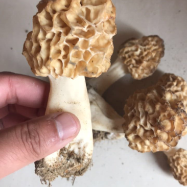纯天然羊肚菌。