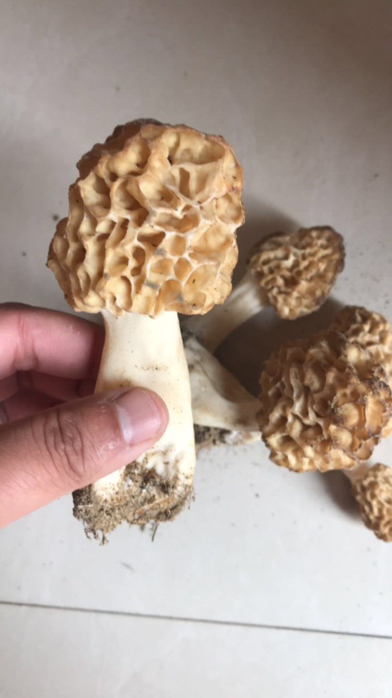 纯天然羊肚菌。