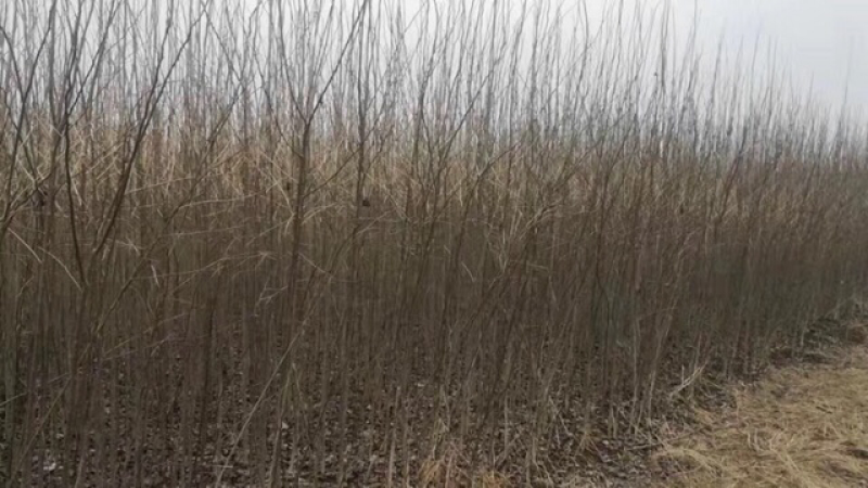 杜仲
