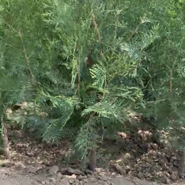 侧柏杯苗