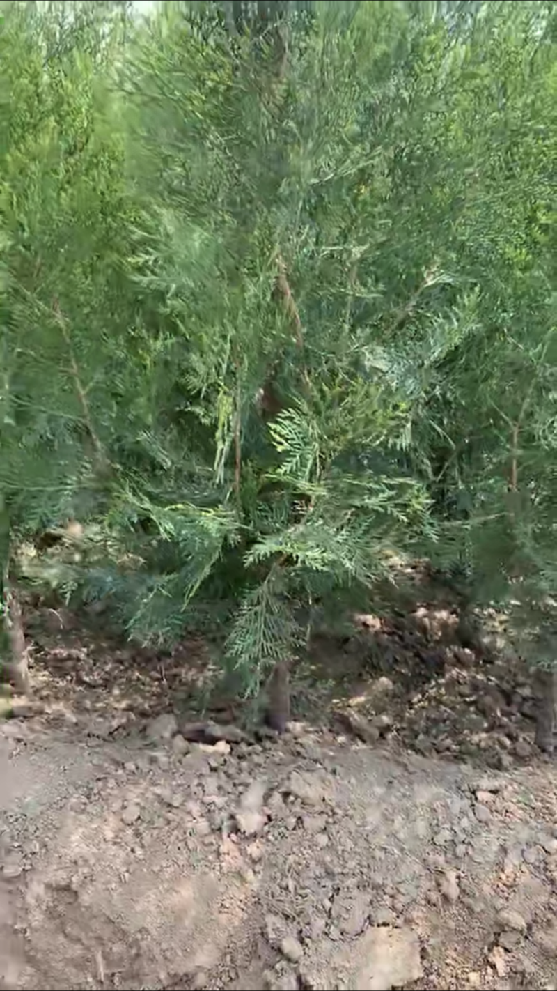 侧柏杯苗
