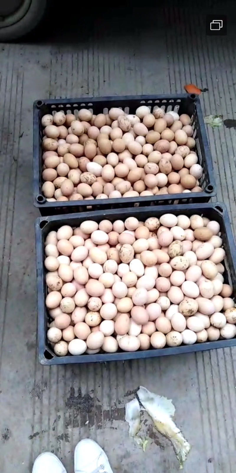 新鲜鸡蛋