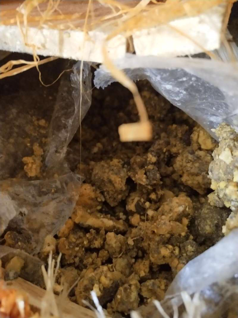 阿魏膏