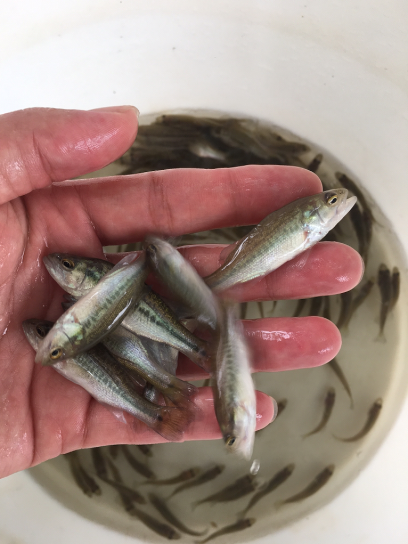 加州鲈鱼苗/鲈鱼苗/优鲈9号/养殖场直供