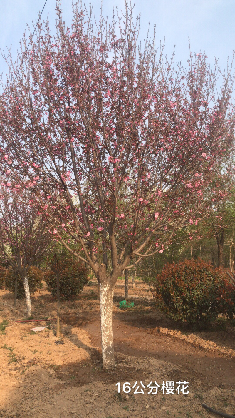 16公分樱花