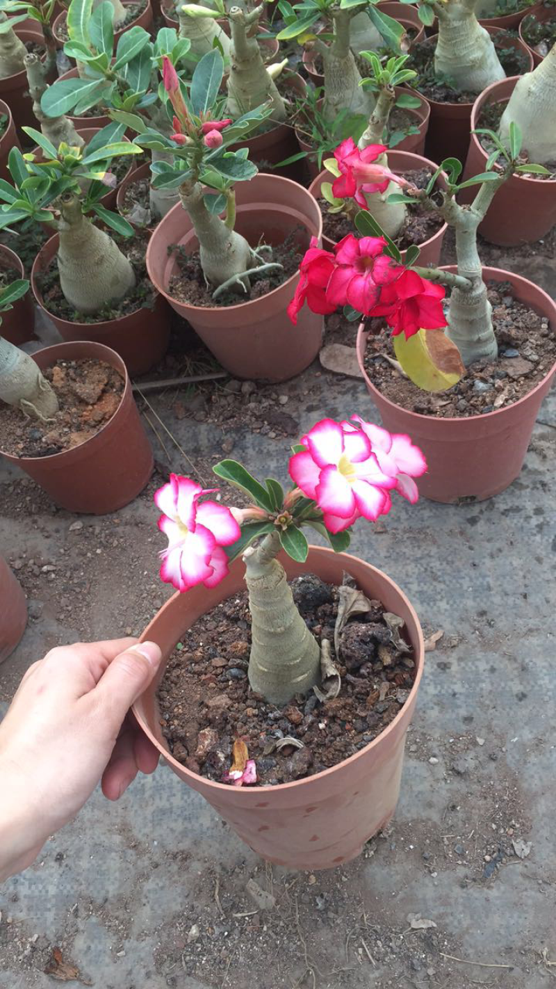 15装沙漠玫瑰进口植物盆栽花卉