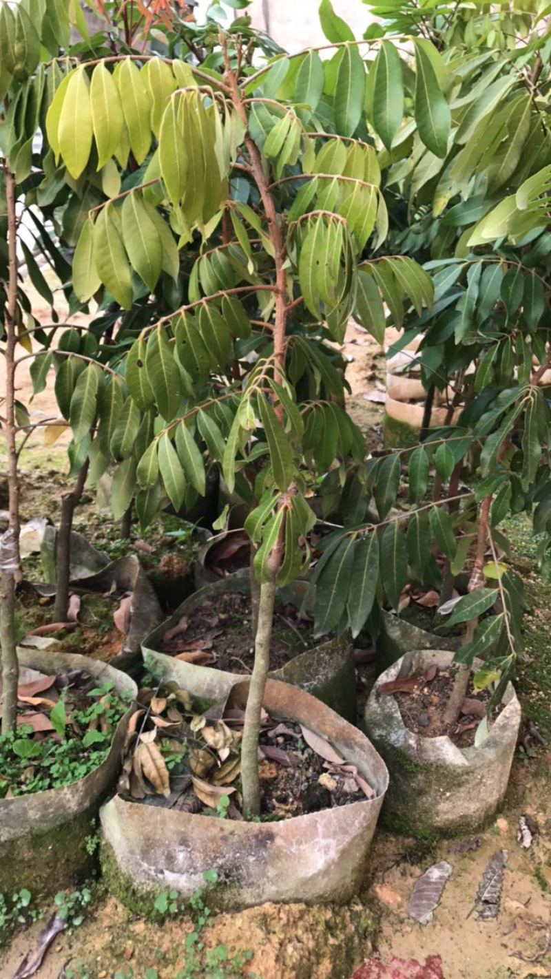 四季蜜龙眼苗