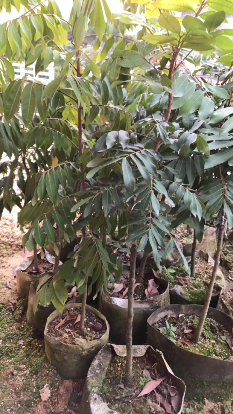 四季蜜龙眼苗