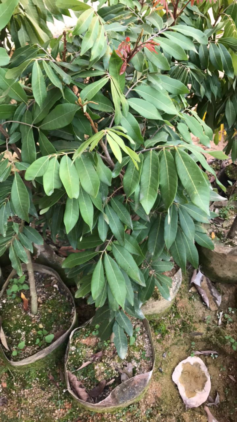 四季蜜龙眼苗