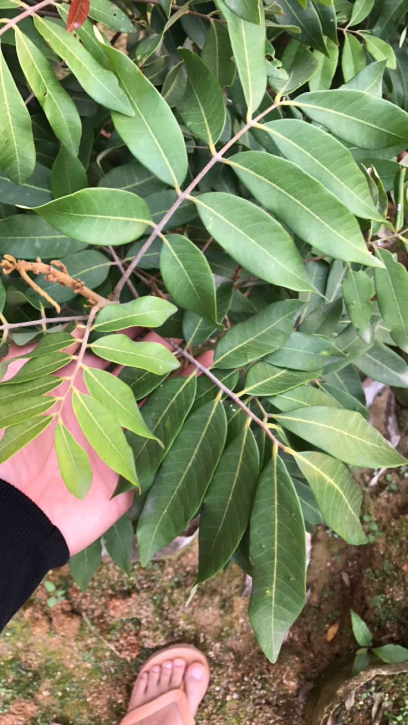 四季蜜龙眼苗