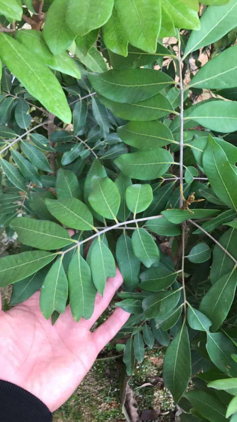 四季蜜龙眼苗