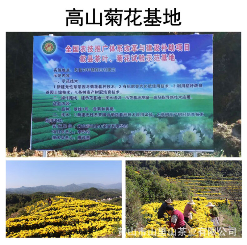 菊农自产金丝皇菊批发