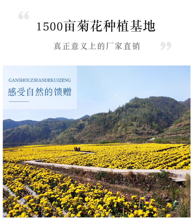 菊农基地直销袋装金丝皇菊，100袋起批